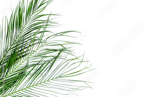 Delicate green spring branches on white background top view copy space border