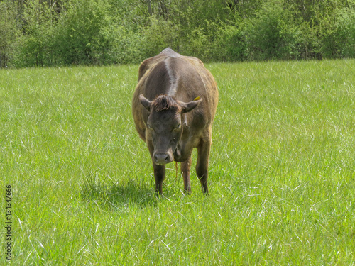 grumpy brown cow in the meadow on a sunny spring day