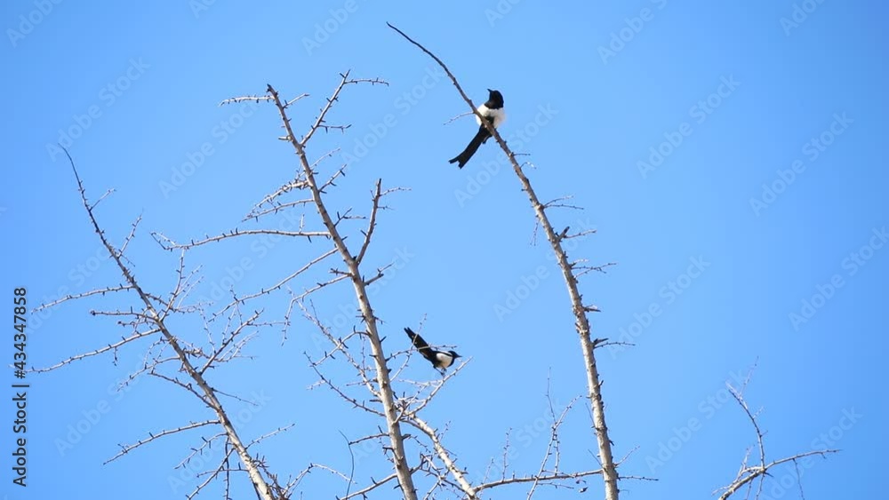 Magpies live on branches in North China Magpies live on branches in North China