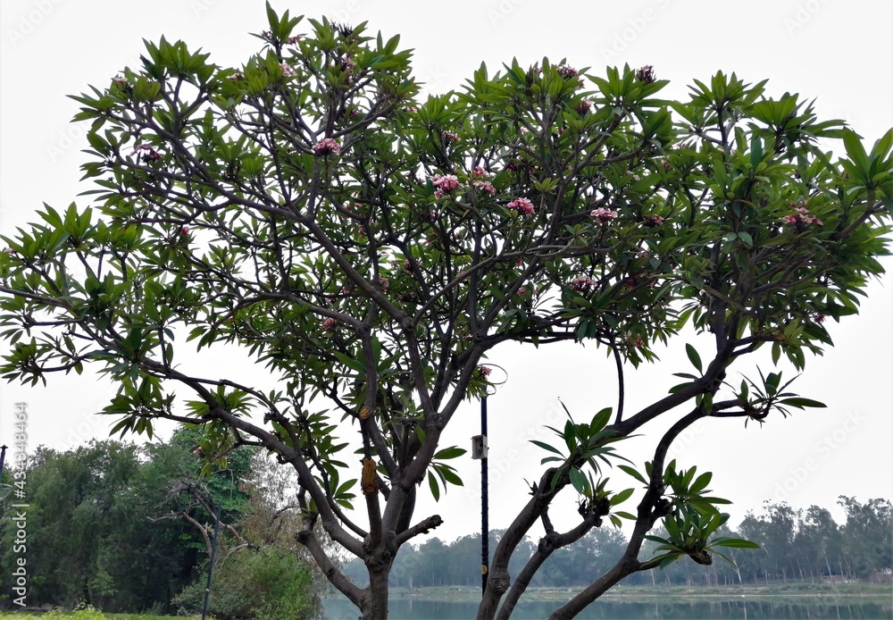 Red frangipani or Plumeria rubra  deciduous plant with flowers clicked at Sanjay Lake