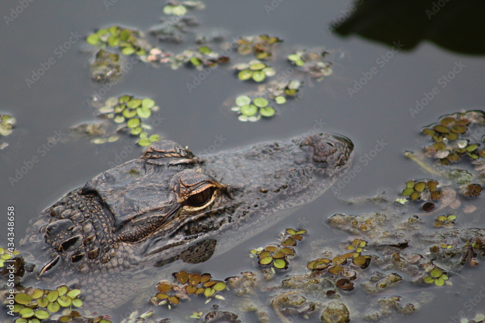 Fotografie Alligator in the lake