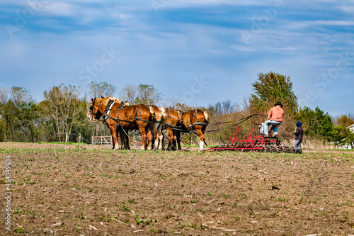 Team of Horses Cultivating Field in Springtime © David Arment