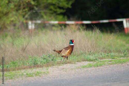 Wallpaper Mural One beautiful male pheasant bird walks in the forest near the roadway.Photography, landscape. Torontodigital.ca
