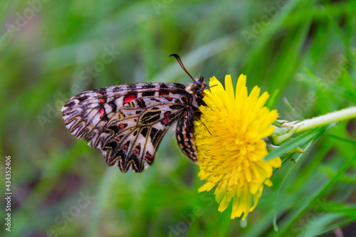 One beautiful white butterfly with yellow, orange, blue, gray and black patterns. with outstretched wings, he sits on a dandelion against a background of green grass. top view.Beautiful landscape.