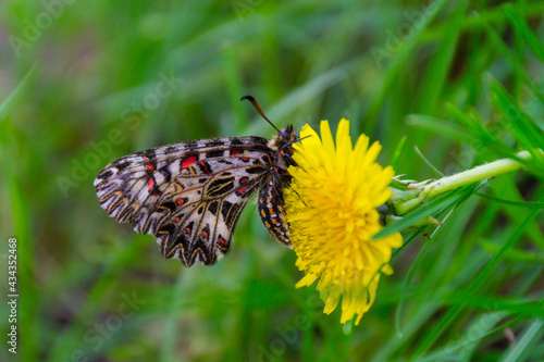 One beautiful light butterfly with gray, black, orange, red patterns with closed, folded wings sits on a blooming dandelion.A flying insect.