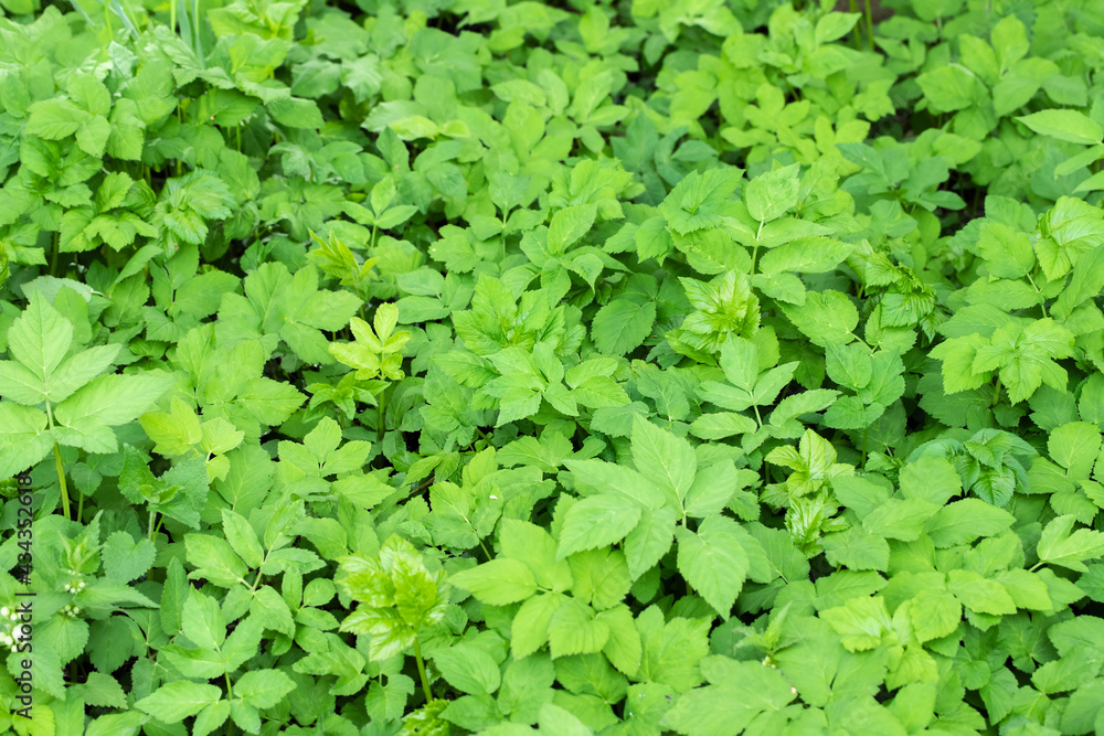 Fototapeta premium Ground elder (Aegopodium podagraria) runs riot. Use in kitchen as leaf vegetable.