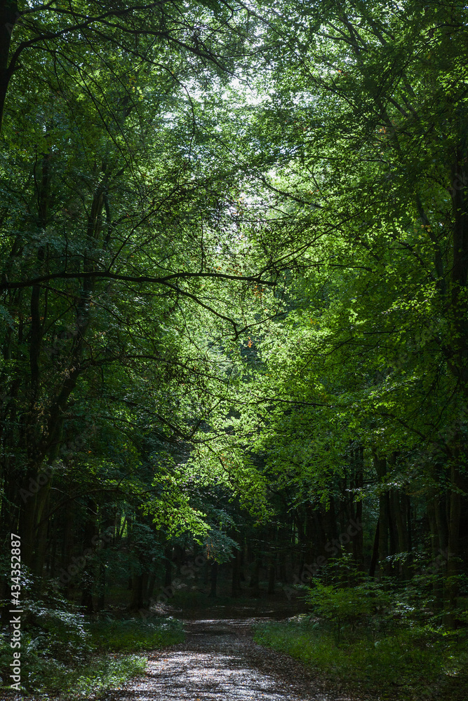 A forest track in woodland on Lambdown Hill, South Downs National Park, West Sussex, England, UK A forest track in woodland on Lambdown Hill, South Downs National Park, West Sussex, England, UK