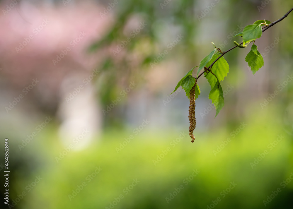 Naklejka premium birch leaves against houses on a spring day