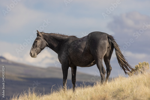 Wild Horse in the Utah desert © natureguy