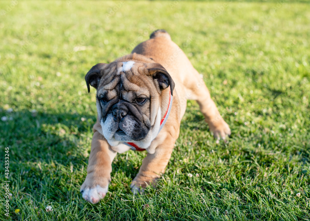Puppy of Red English Bulldog  with harness out for a walk walking on the green grass