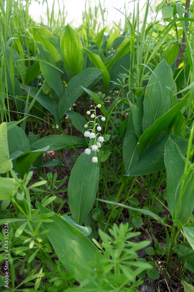 One beautiful lily of the valley in the forest. May spring flower with a few small white buds from the Red Book.A disappearing flower.The national flower of Finland. One beautiful lily of the valley in the forest. May spring flower with a few small white buds from the Red Book.A disappearing flower.The national flower of Finland.