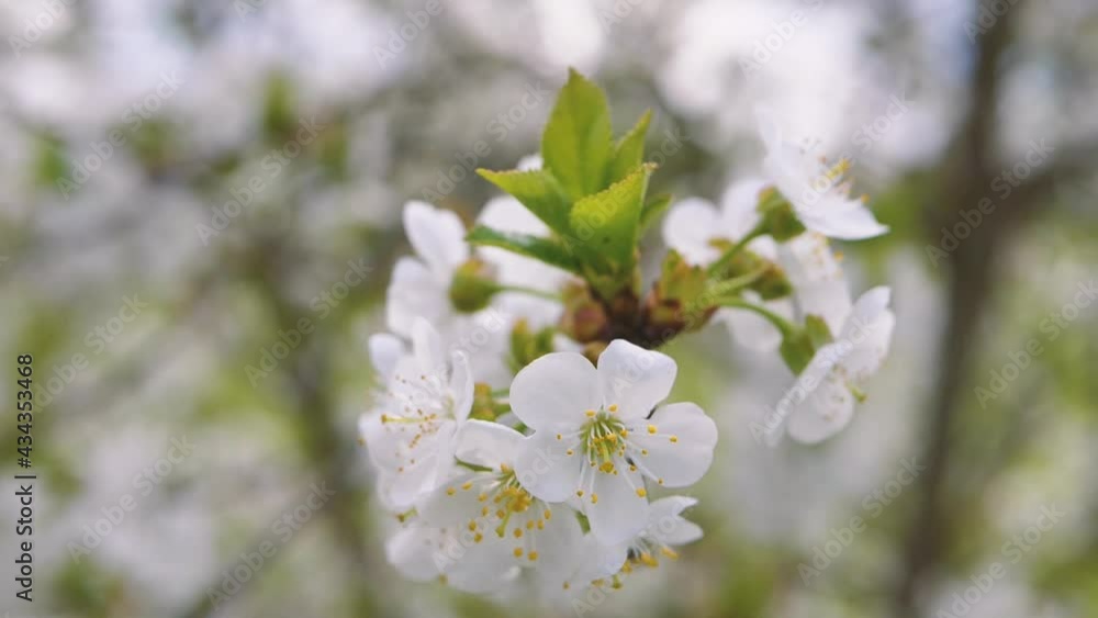 Sweet cherry blossoms in spring. White cherry blossoms Sweet cherry blossoms in spring. White cherry blossoms