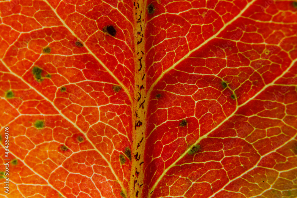 Obraz premium Closeup autumn fall extreme macro texture view of red orange wood sheet tree leaf. Inspirational nature october or september wallpaper background. Change of seasons concept. Close up selective focus