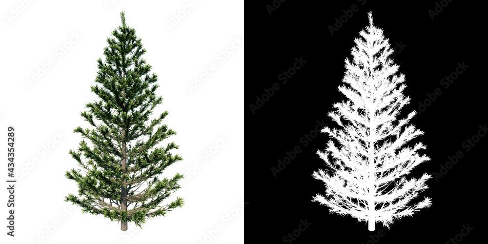 Front view of Plant (Fir Tree Prune Conifers- 1) Tree png with alpha channel to cutout made with 3D render