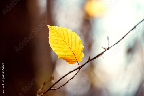 Yellow autumn leaf in the forest on a tree in warm colors