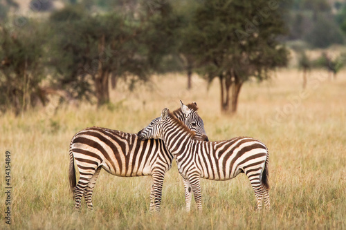African zebras at beautiful landscape in the Serengeti National Park. Tanzania. Wild nature of Africa.