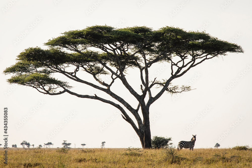 African zebra at beautiful landscape in the Serengeti National Park. Tanzania. Wild nature of Africa. Single acacia tree in background. African zebra at beautiful landscape in the Serengeti National Park. Tanzania. Wild nature of Africa. Single acacia tree in background.