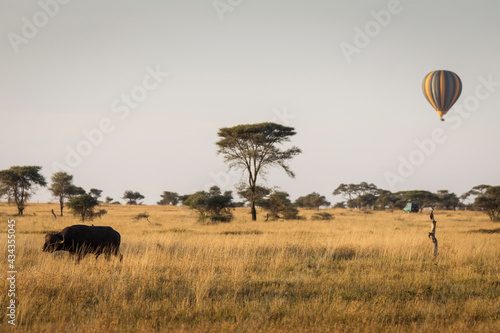 Photography Buffalo in the grass during safari in Serengeti National Park in Tanzani with balloon in background