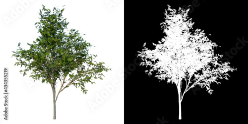Front view of Plant (Thornless honey locust- 1) Tree png with alpha channel to cutout made with 3D render