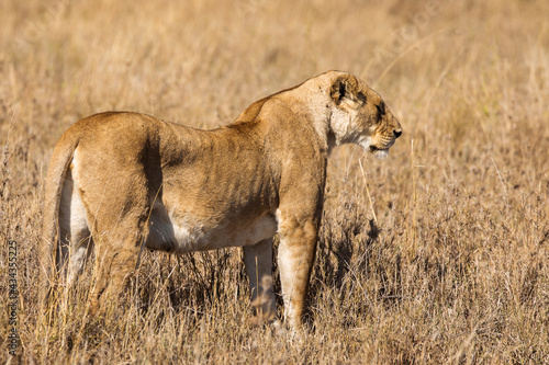 Fototapeta Naklejka Na Ścianę i Meble -  Closeup of a lioness resting in the grass during safari in Serengeti National Park, Tanzania. Wild nature of Africa..