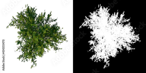 Top view of Plant (Thornless honey locust- 1) Tree png with alpha channel to cutout made with 3D render