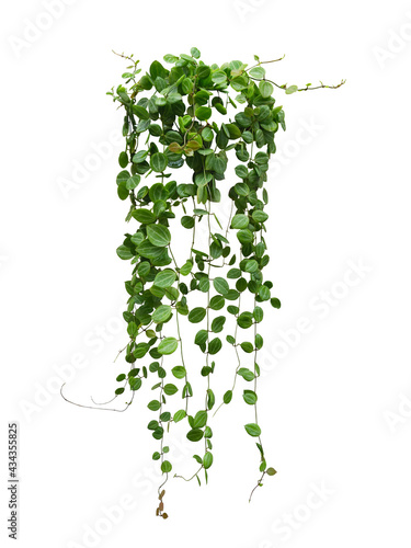 Fototapet Hanging vine plant succulent leaves of Hoya (Dischidia ovata Benth), indoor houseplant isolated on white background
