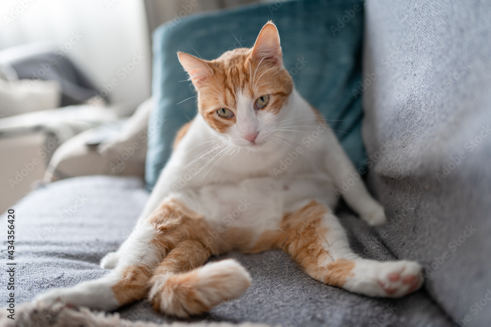 brown and white cat with yellow eyes sitting on a sofa with a funny posture