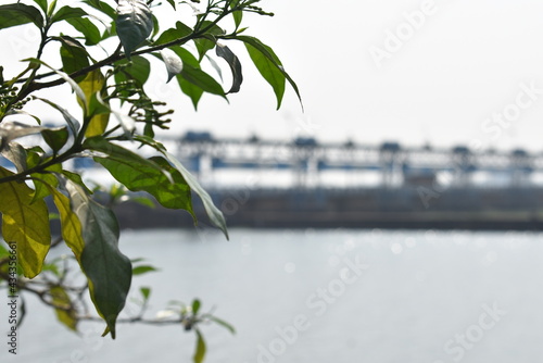 Green leaves grown beside a blue river just beside a barrage