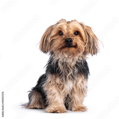 Scruffy adult black gold Yorkshire terrier dog, sitting up facing front. Looking towards camera. Isolated on a white background. © Nynke