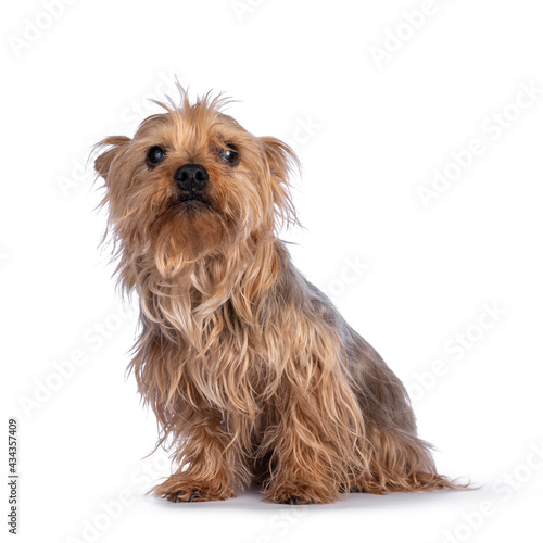 Scruffy senior blue gold Yorkshire terrier dog, sitting up facing front. Looking towards camera. Isolated on a white background. Ears down.