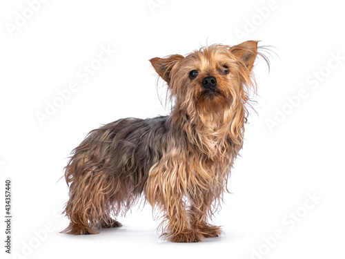 Scruffy senior blue gold Yorkshire terrier dog  standing side ways. Looking towards camera. Isolated on a white background.