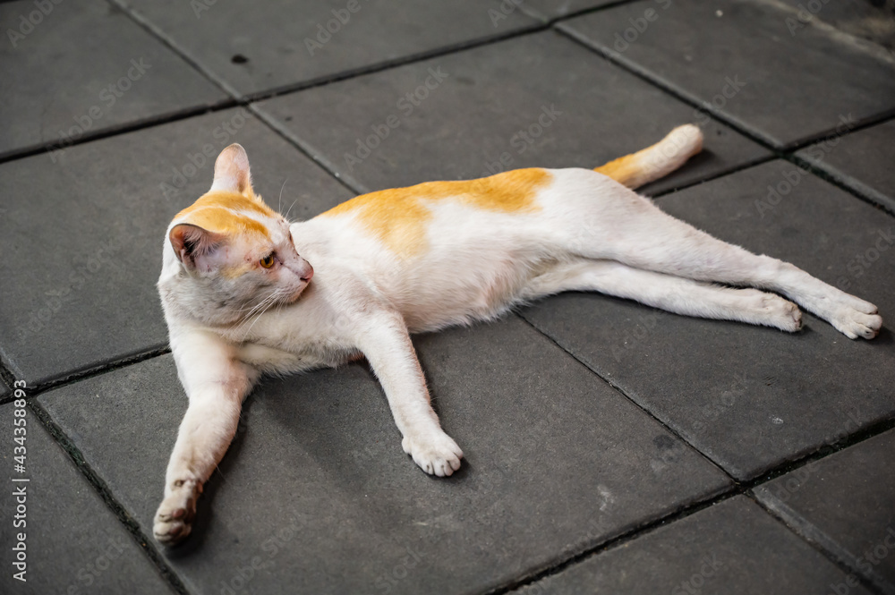 Portrait white Cutie cat on the dirty street at thailand Portrait white Cutie cat on the dirty street at thailand