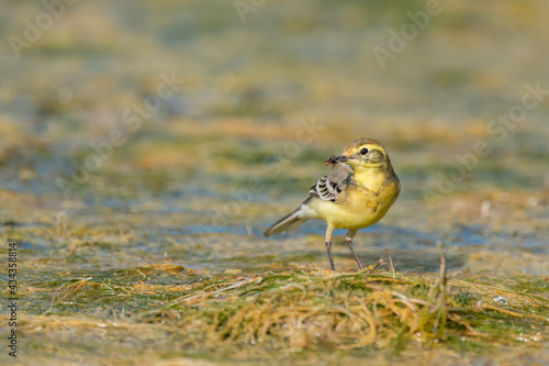 Citrine Wagtail Motacilla citreola, on a wetland photo