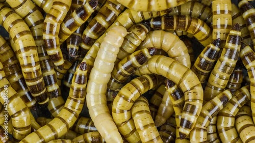 Superworm, worm, zofobas (Zophobas morio), larvae on a background. photo