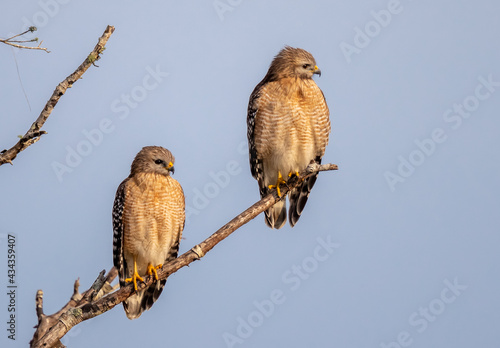 Pair of mating red shouldered hawk at Dawn in Myakka State Park photo