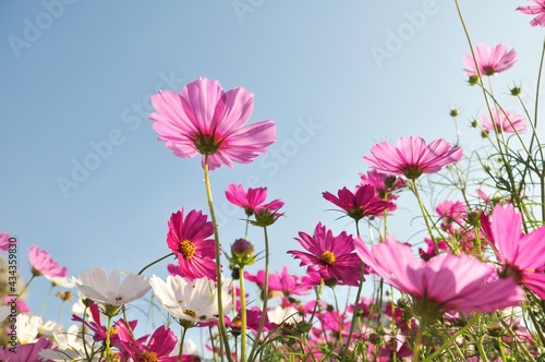 Sweet color cosmos blooming on natural background.