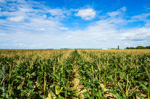 Landscape view of a young wheat field