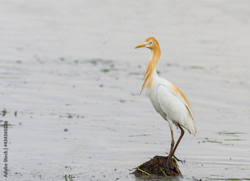 Obraz premium colorful Cattle egret find food in wetland , thailand