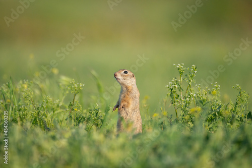Ground squirrel Spermophilus pygmaeus stands in the grass in a meadow