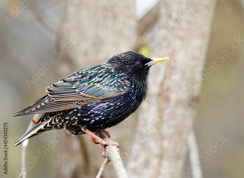 Bilde på lerret starling