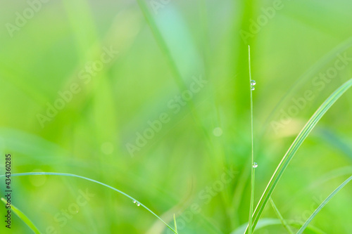 small water droplets on top of the grass with warm morning light