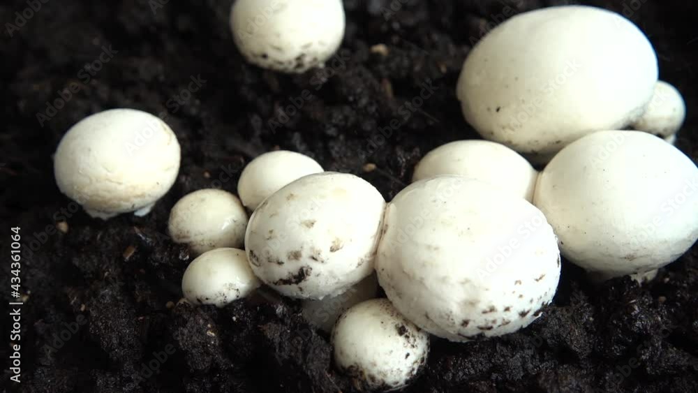 Mycelium of champignon. Harvesting. Water sprinkling. Mycelium of champignon. Harvesting. Water sprinkling.