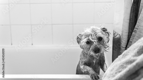Young female Yorshire Terrier taking a shower in a bathtub, black and white