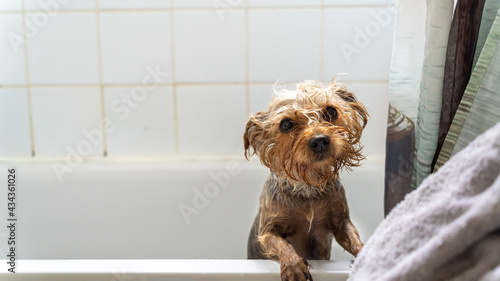 Young female Yorshire Terrier taking a shower in a bathtub
