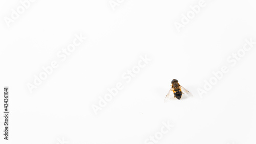 Between fly and bee, do you know it, flying insect on white background © Natura