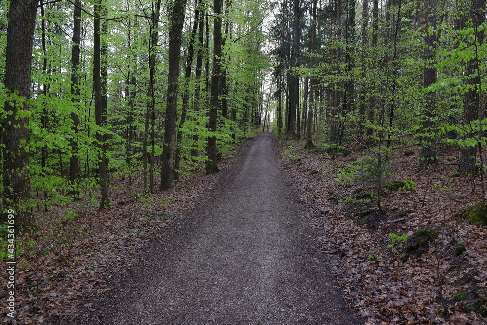 Fototapeta premium Wald, Weg, Bäume, Buchen Eichen,
