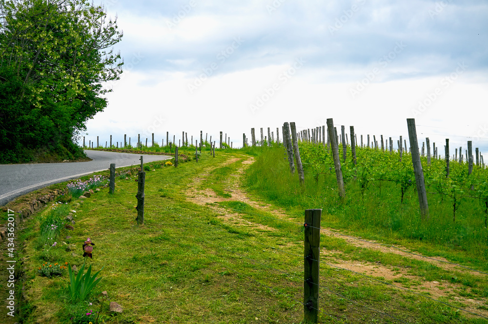 Springtime panorama of the vineyards in the hilly winery Region of Novarese (Piedmont, Northern Italy); this area is famous for its valuable red wines, like Ghemme and Gattinara (Nebbiolo grapes).