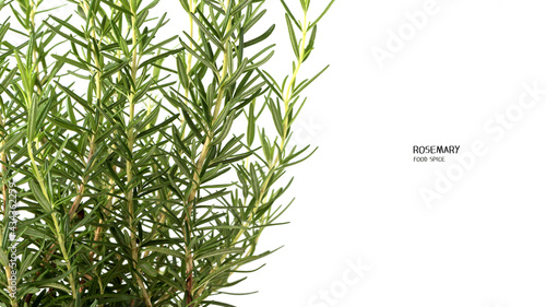 Fresh green rosemary herb twig. Isolated on white background