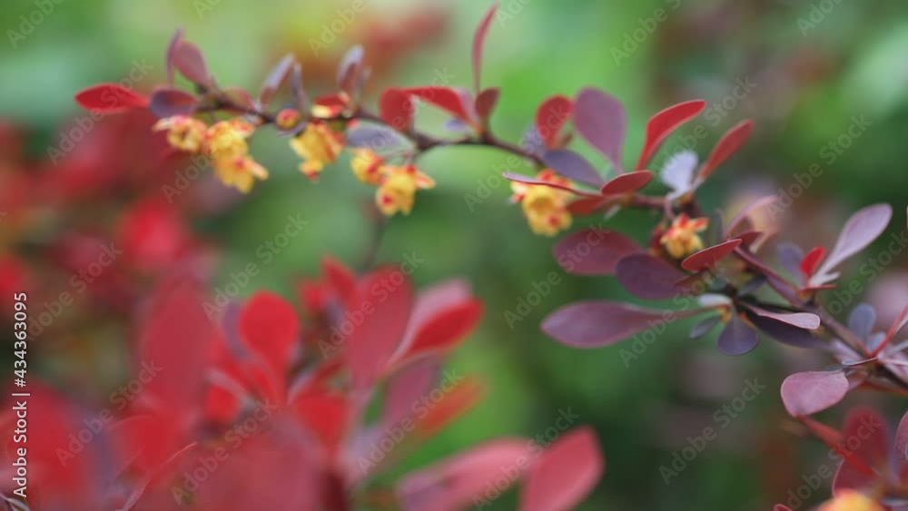 Berberis in full bloom in the botanical garden, North China Berberis in full bloom in the botanical garden, North China