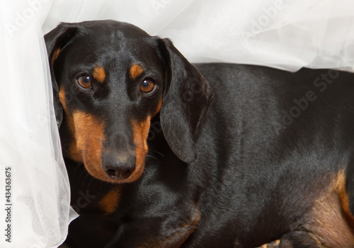 Dachshund dog. Portrait of a dog, black with red spots. Animal brown eyes.